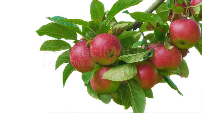 Buy stock photo Natural, red apple and food on tree background for agriculture, growth and plant harvest. Organic fruit, leaf or branch for healthy diet, nutrition or sustainable production isolated on white studio