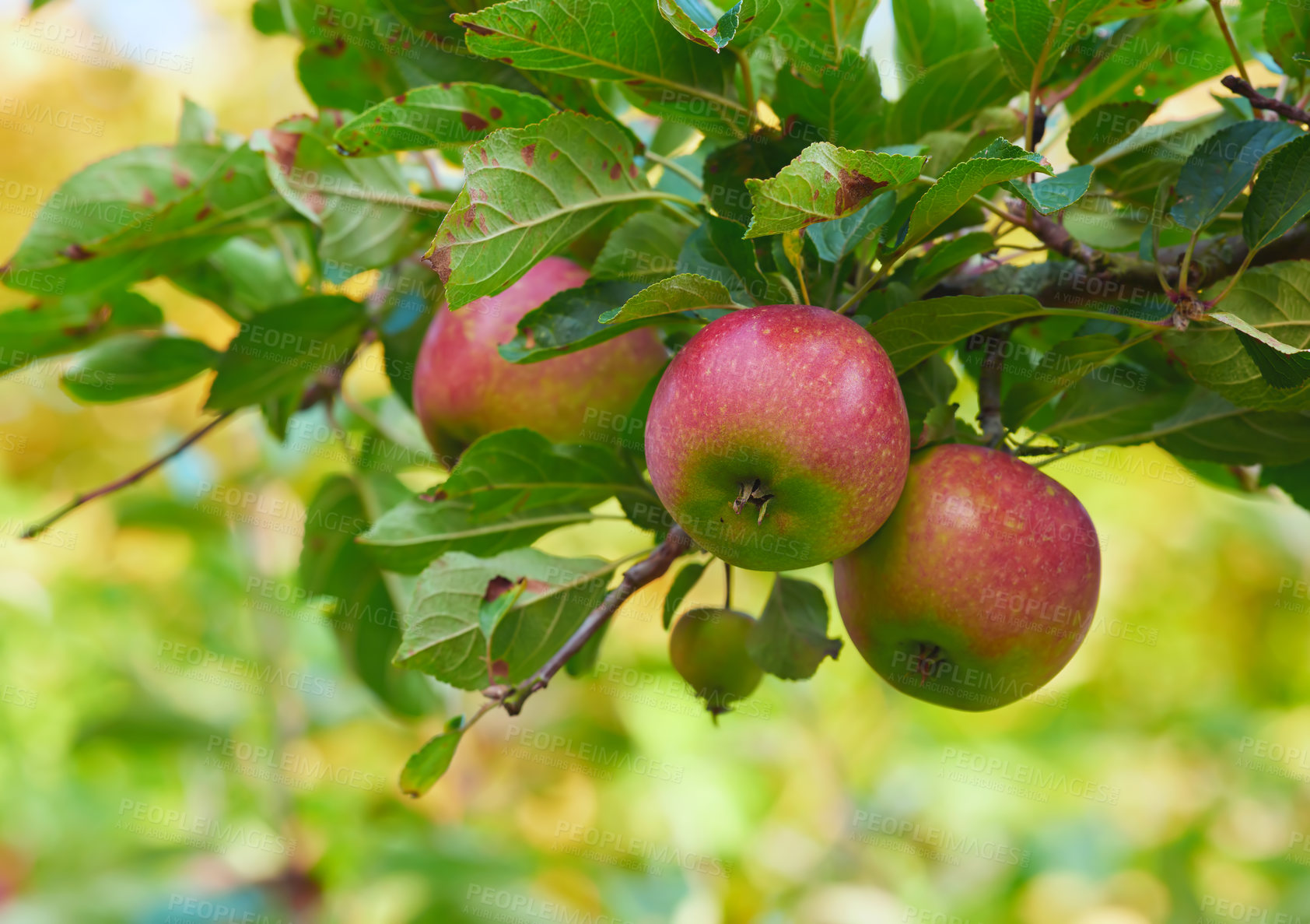 Buy stock photo Fresh apples in natural setting