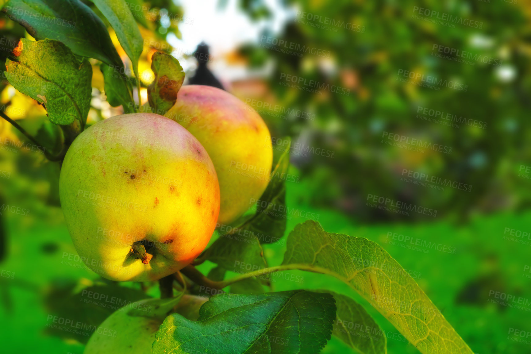 Buy stock photo Closeup, apple or fruit in nature on tree for agriculture, growth or production at orchard. Organic leaf, food or plant in summer at farm for healthy diet, nutrition or harvest outdoor in countryside