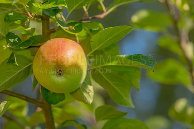 Buy stock photo Fruit, tree and apple in farm for harvest in outdoor for nutrition, health and organic in Virginia. Agriculture, green and environmental with sustainability, branch and plantation for food production