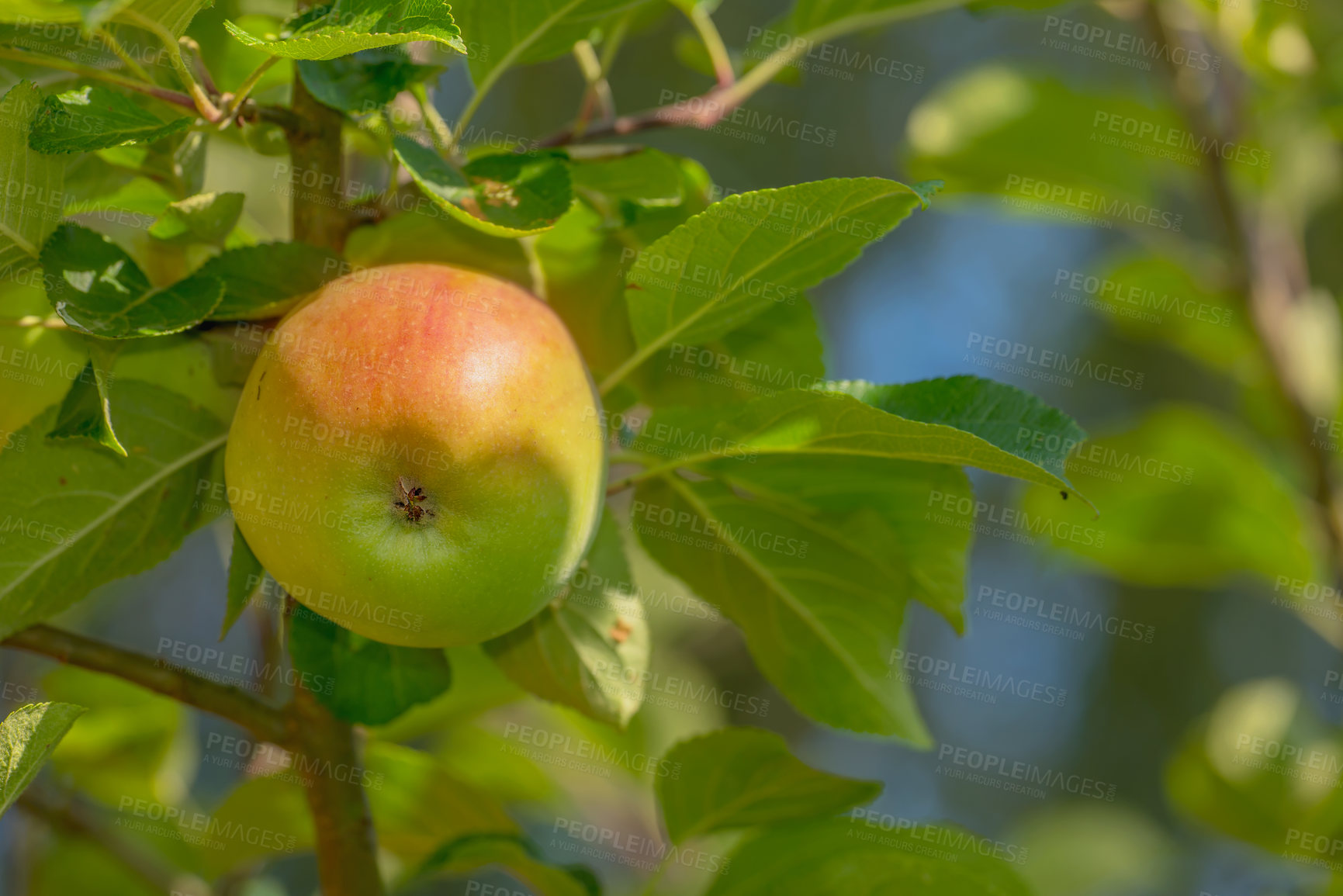 Buy stock photo Fruit, tree and apple in farm for harvest in outdoor for nutrition, health and organic in Virginia. Agriculture, green and environmental with sustainability, branch and plantation for food production