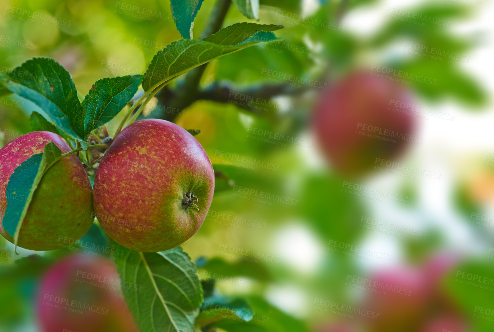 Buy stock photo Apples, tree and agriculture in summer with leaves, orchard or outdoor with food production for nutrition. Red fruits, growth and sustainability farming in countryside, environment or crops in China