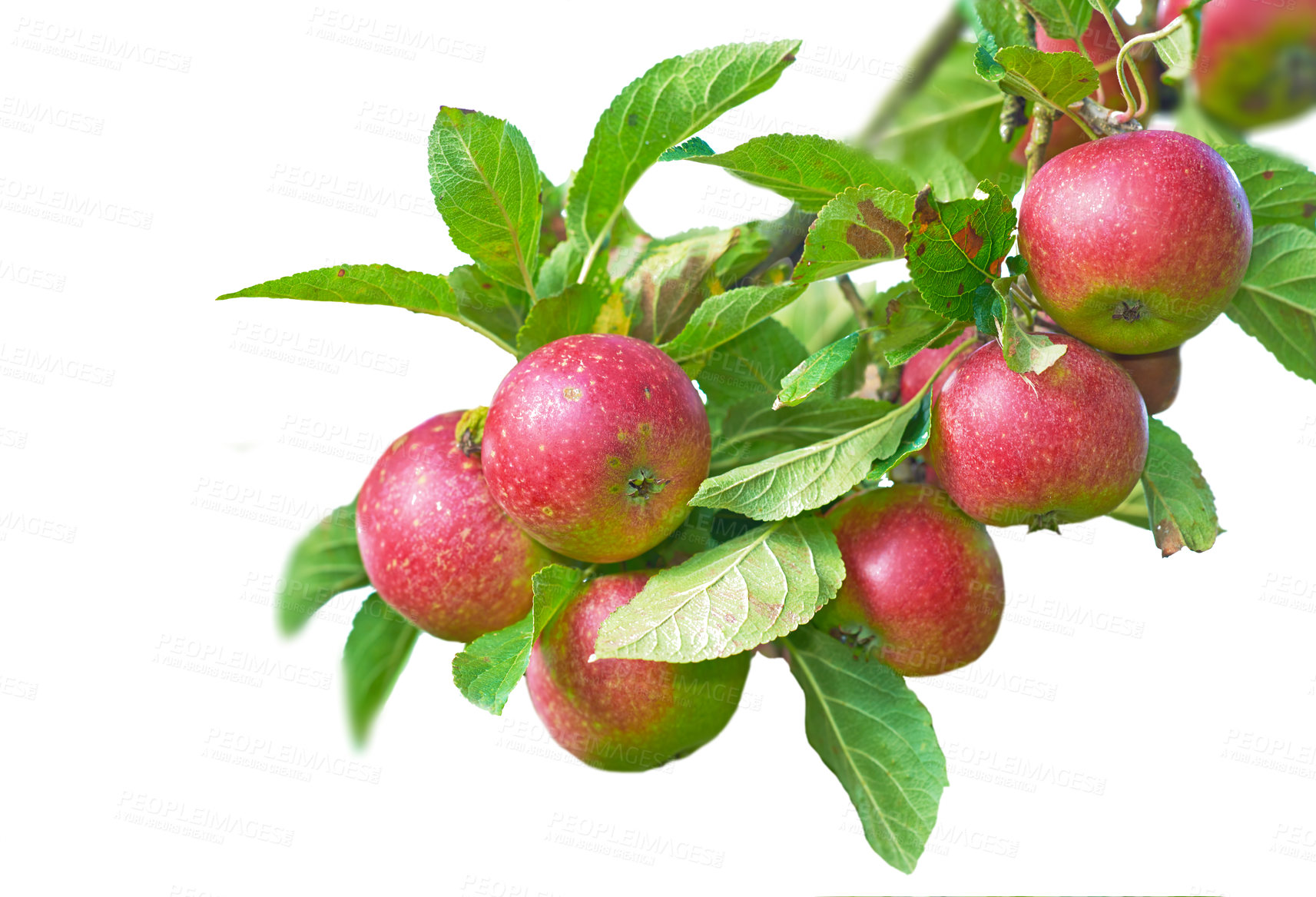 Buy stock photo Fresh apples in natural setting - on white background