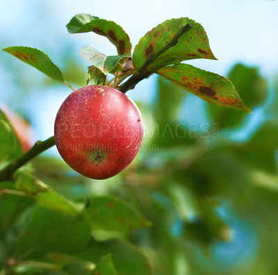 Buy stock photo Red apple, tree and branch with farming, nature and outdoor with growth for food production in orchard. Fruit, agriculture and sustainability in countryside for environment, leaves and crops in China