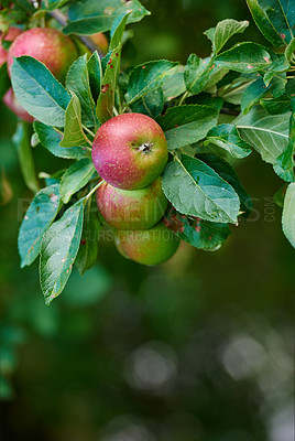 Buy stock photo Fresh apples - an apple a day keeps the doctor away