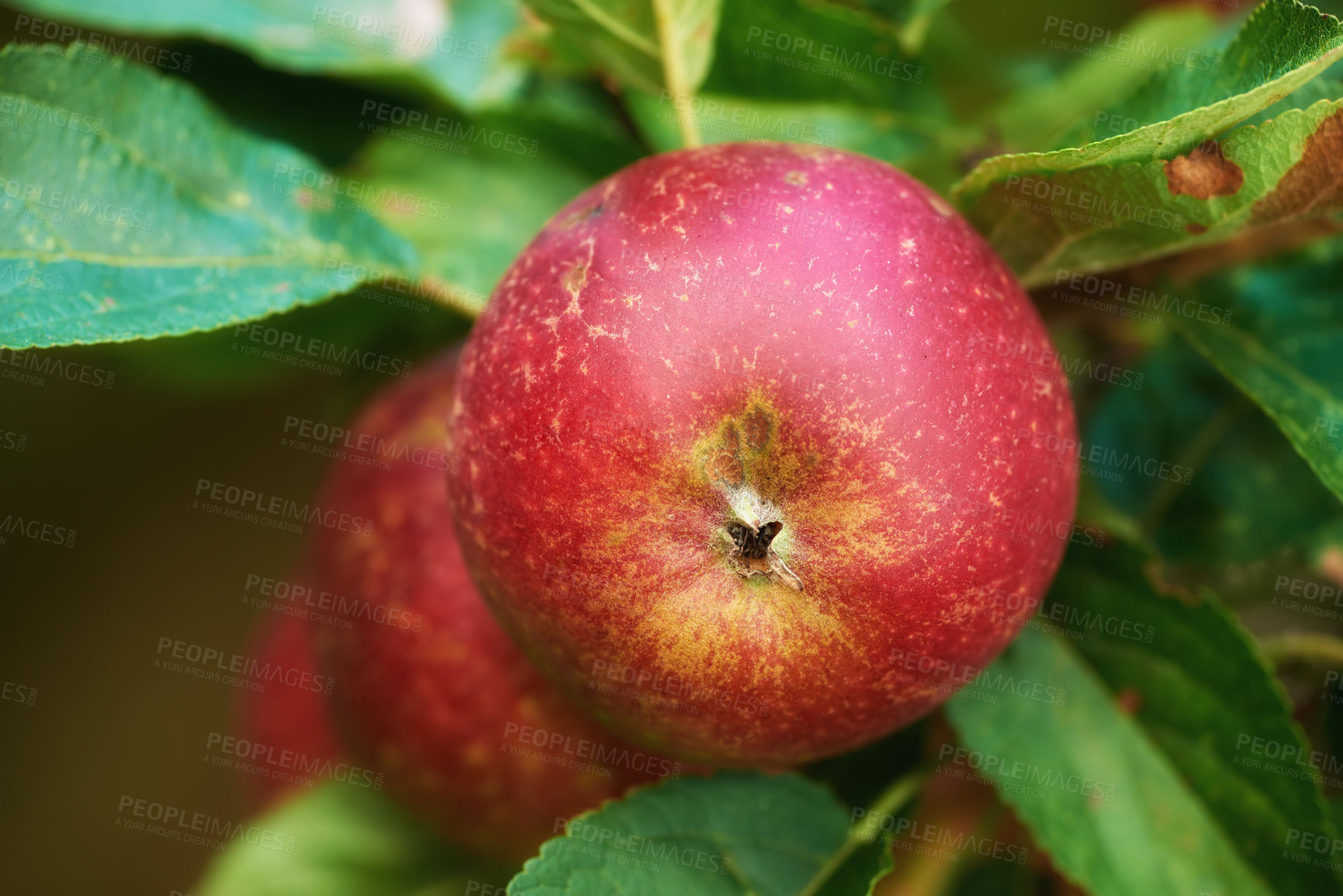 Buy stock photo Agriculture, tree and red apple in farm for harvest in outdoor for nutrition, health and organic in Virginia. Fruit, green and environmental with sustainability and plantation for food production