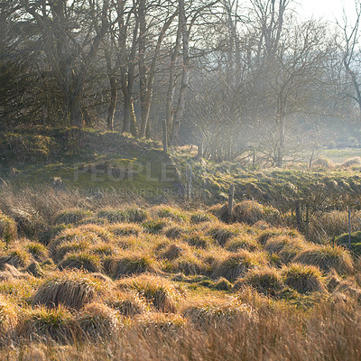 Buy stock photo Nature, trees and forest of field outdoor for sustainable environment, plant overgrowth and natural wilderness. Rainforest, grass and autumn clean energy for travel, bush and ecology of countryside