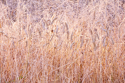 Buy stock photo Wheat, field and autumn with ecology in park or garden, nature and landscape with environment outdoor. Plants, countryside and season with scenic view, foliage and grain with fall and background