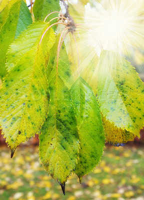 Buy stock photo Leaves, lens flare and autumn with season in park or garden, nature and landscape with environment outdoor. Forest, tree and ecology with scenic view, foliage and woods with color and background