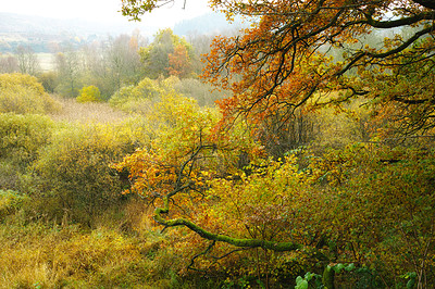 Buy stock photo Overcast, winter and trees with leaves in forest for eco friendly, environment and season in garden. Outdoor, wallpaper and colorful  at countryside for Earth, sustainability and nature in Canada