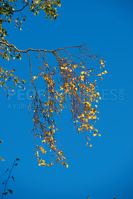 Buy stock photo Fall forest, blue sky and autumn with ecology in park or garden, nature and landscape with environment outdoor. Plants, shrub and season with scenic view, foliage and leaves with trees and background