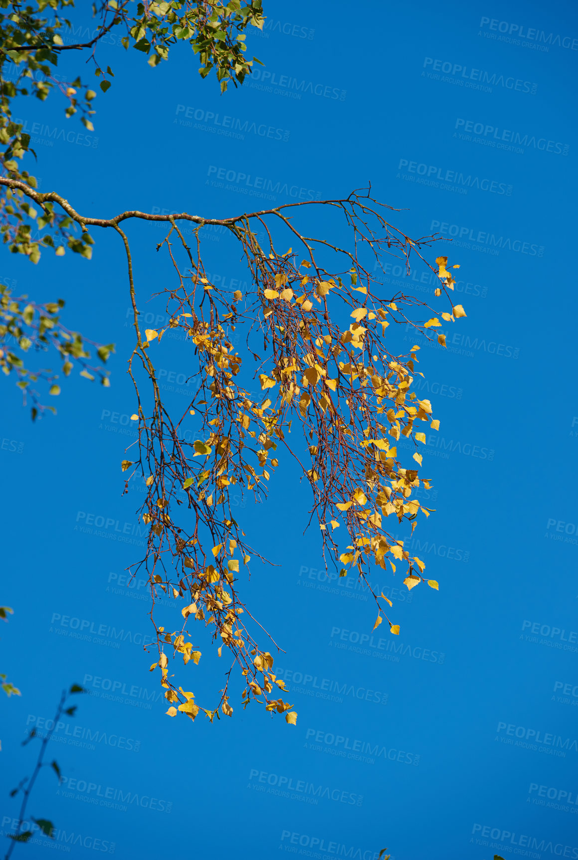 Buy stock photo Fall forest, blue sky and autumn with ecology in park or garden, nature and landscape with environment outdoor. Plants, shrub and season with scenic view, foliage and leaves with trees and background