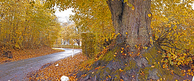 Buy stock photo Nature photo of tree in autumn