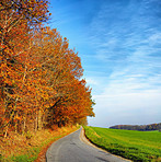 Tree in the fall