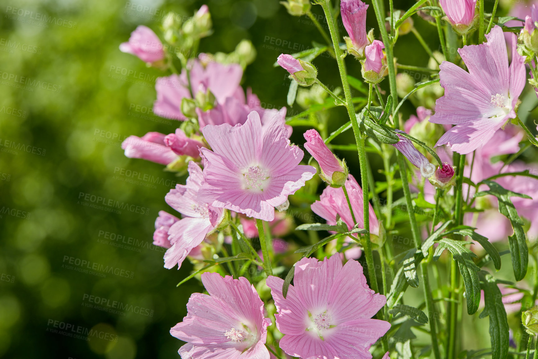 Buy stock photo Plant, pink or flower growing in field or outdoor environment with digestive medicine, lawn or herbs. Garden, malva alcea or musk mallow blooming outside in nature, park or meadow in spring season