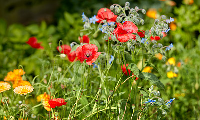 Buy stock photo A photo of the garden in late summer