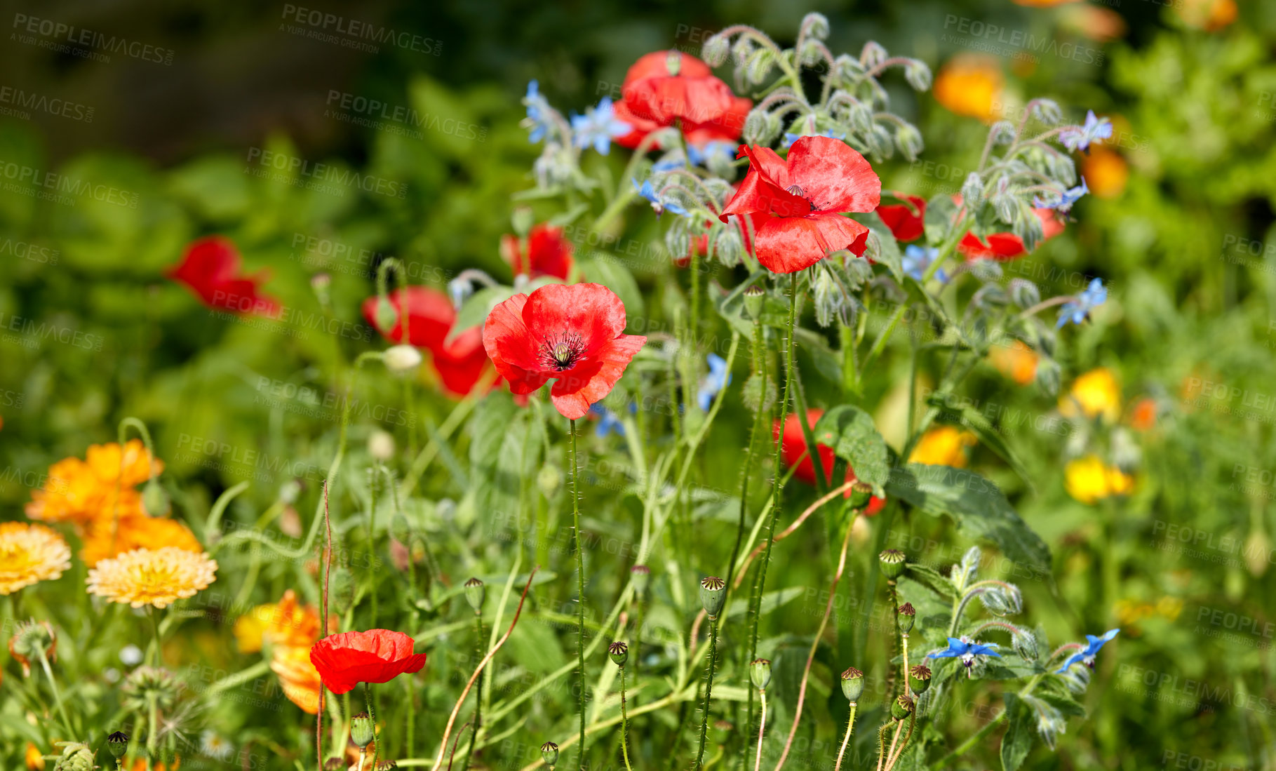 Buy stock photo A photo of the garden in late summer