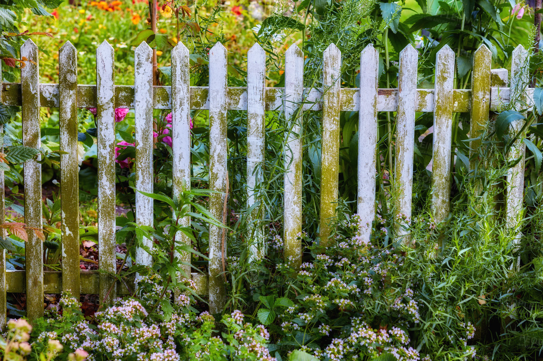 Buy stock photo A photo of the garden in late summer