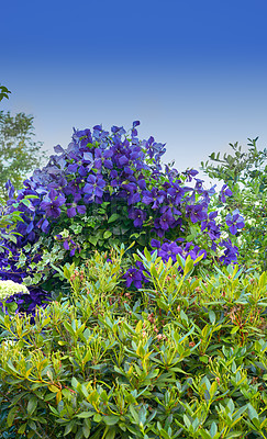 Buy stock photo Purple, sky or flowers growing in field outdoor environment with plant greenery or herbs. Garden, cranesbill geranium or clematis blooming outside in nature, park or meadow in summer or spring season