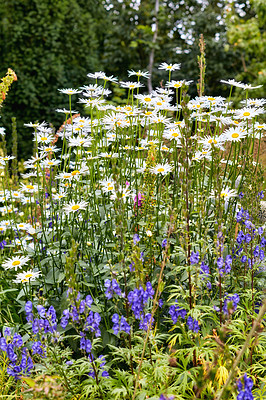 Buy stock photo A photo of the garden in late summer