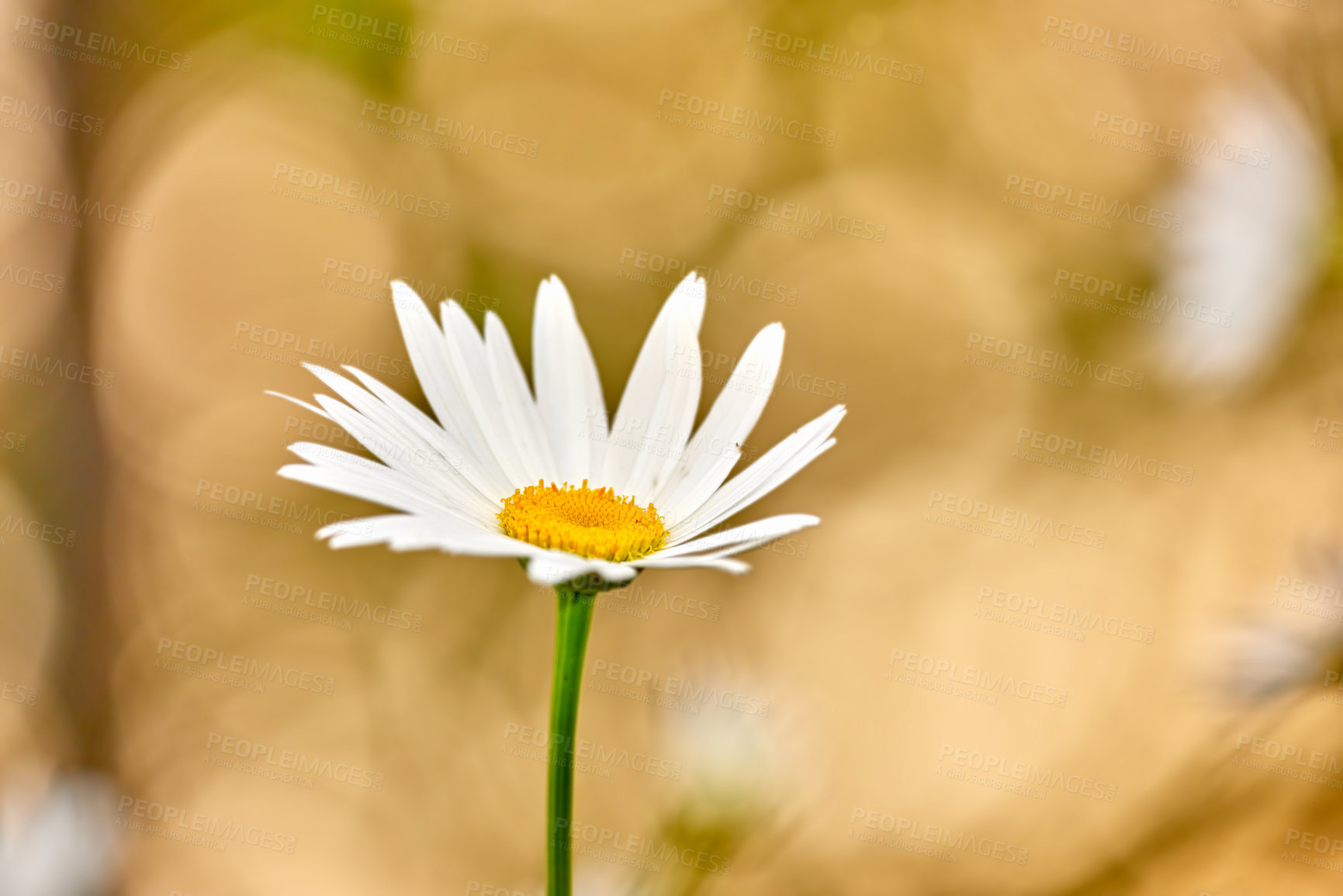 Buy stock photo Daisy, plant or flower growing in field or outdoor environment with digestive medicine, lawn or herbs. Garden, chamomile closeup or bellis perennis blooming in nature, park or meadow in spring season