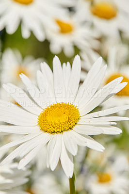 Buy stock photo Daisy, zoom or flower growing in field or outdoor environment for digestive medicine, lawn or herbs. Garden, natural chamomile or bellis perennis blooming in nature, park or meadow in spring season