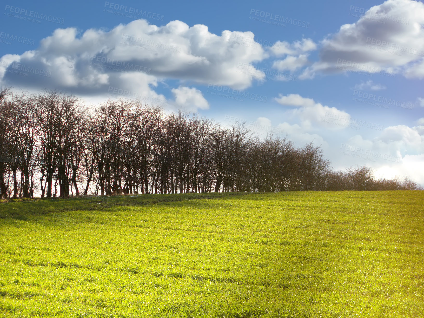 Buy stock photo Grass, nature and path of trees on blue sky with outdoor environment for countryside travel. Green, landscape and forest on field for calm morning with sustainability for climate change development