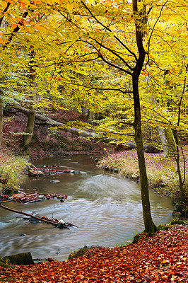 Buy stock photo River, nature and green trees in forest with outdoor environment for countryside travel. Water, landscape and woods on calm morning with sustainability for climate change development in natural park