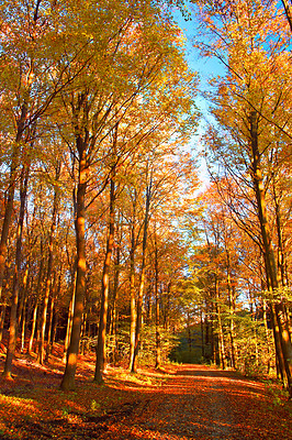 Buy stock photo Forest and landscape in the colors of autumn