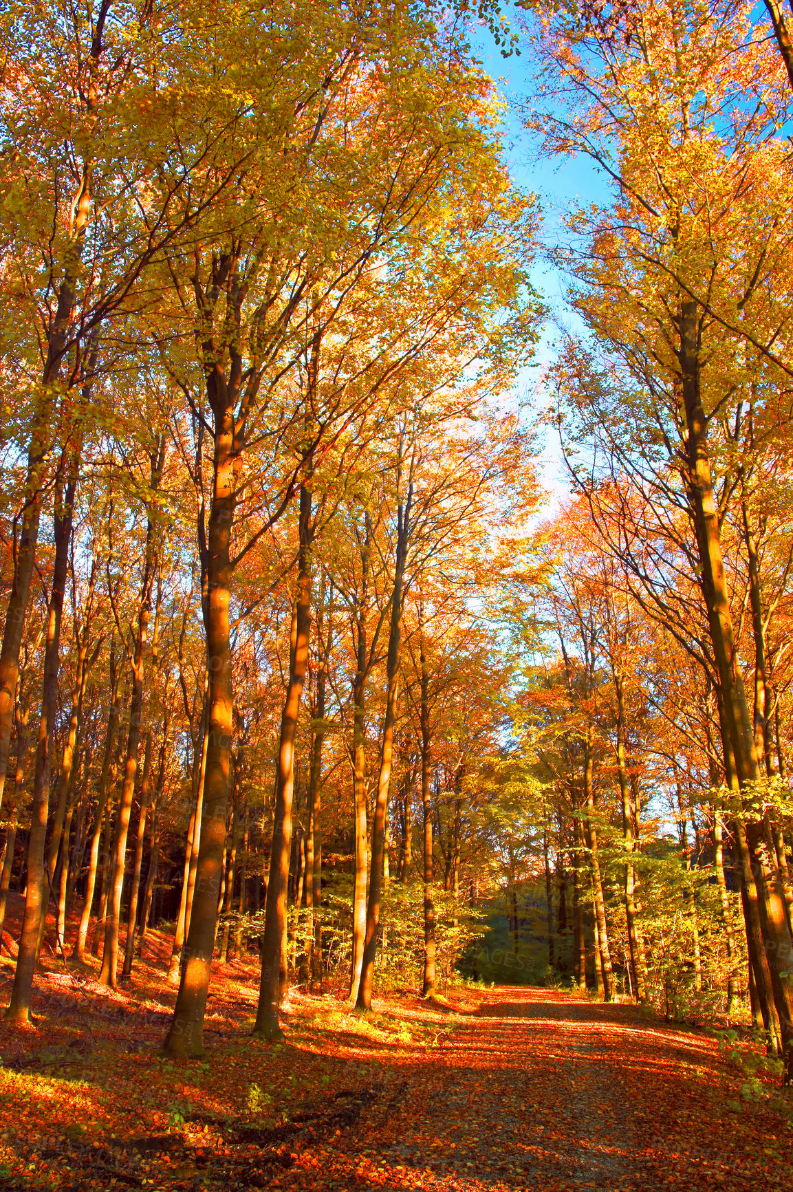 Buy stock photo Forest and landscape in the colors of autumn