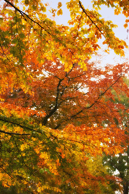 Buy stock photo Orange, leaves and trees in forest with outdoor environment for countryside travel in magic park. Autumn, landscape and woods on calm morning with sustainability for rural climate change development