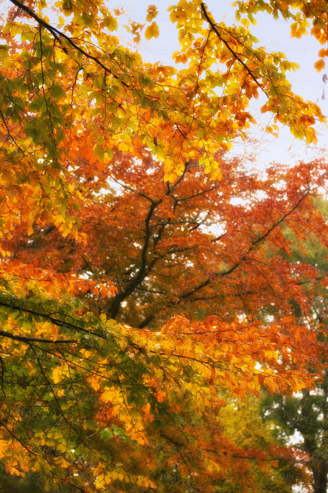 Buy stock photo Orange, leaves and trees in forest with outdoor environment for countryside travel in magic park. Autumn, landscape and woods on calm morning with sustainability for rural climate change development