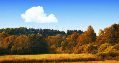 Buy stock photo Nature, landscape and trees in forest field for environment, ecosystem and ecology in autumn. Natural background, earth wallpaper and plant in woods for terrain, location and meadow in countryside