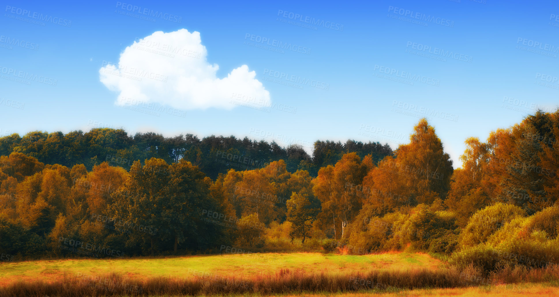 Buy stock photo Nature, landscape and trees in forest field for environment, ecosystem and ecology in autumn. Natural background, earth wallpaper and plant in woods for terrain, location and meadow in countryside