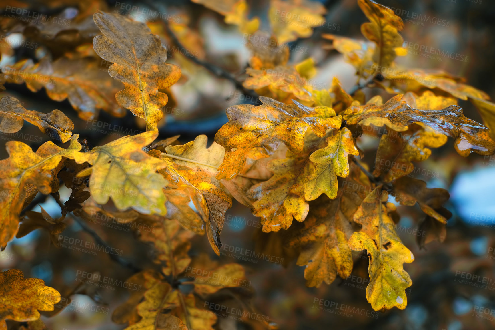 Buy stock photo Nature, landscape and leaves on tree in forest for environment, ecosystem and ecology in autumn. Natural background, foliage and closeup in woods for terrain, location and branch in countryside