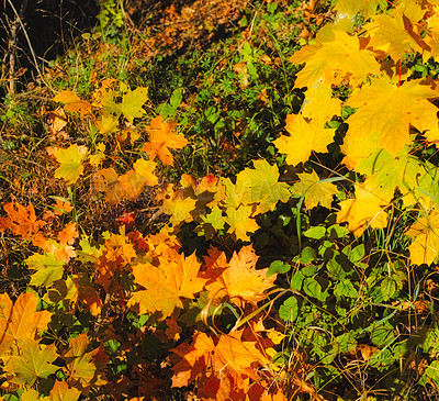 Buy stock photo Nature, landscape and leaves in field in autumn for environment, ecosystem and ecology. Natural background, conservation and meadow in woods for terrain, foliage growth and plants in countryside