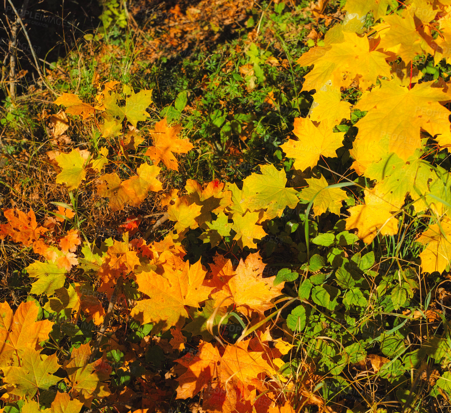 Buy stock photo Nature, landscape and leaves in field in autumn for environment, ecosystem and ecology. Natural background, conservation and meadow in woods for terrain, foliage growth and plants in countryside