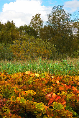 Buy stock photo Autumn, trees and blue sky with clouds in forest for environment, nature and sustainability. Earth, outdoor and woods with leaves at countryside for eco friendly, foliage and growth in ecology