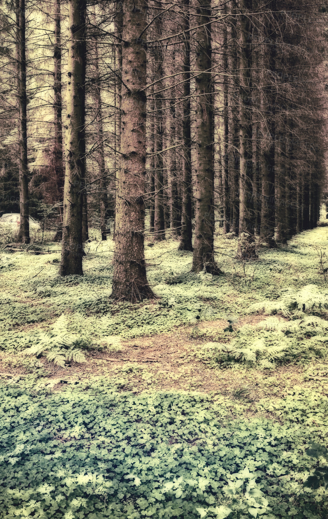 Buy stock photo Forest, trees and mysterious land with leaves in wilderness of autumn season, change or natural environment. View, calm or magical woods with branches or twigs in foliage, shed or growth in nature