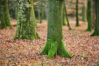 Buy stock photo Woods, moss and trunk of tree on ground with outdoor environment for countryside sustainability. Green, landscape and forest floor on calm morning with conservation, ecology and lush natural park