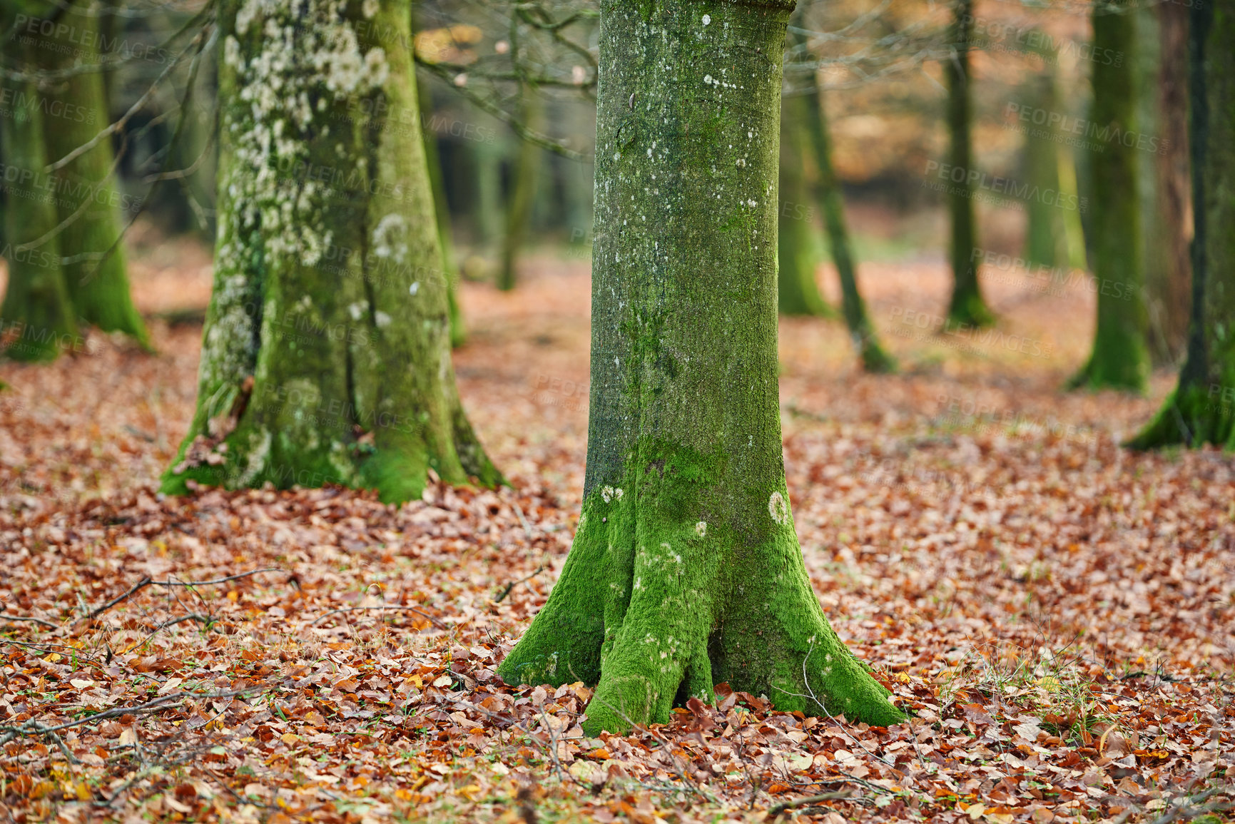 Buy stock photo Woods, moss and trunk of tree on ground with outdoor environment for countryside sustainability. Green, landscape and forest floor on calm morning with conservation, ecology and lush natural park