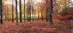 The beauty of autumn