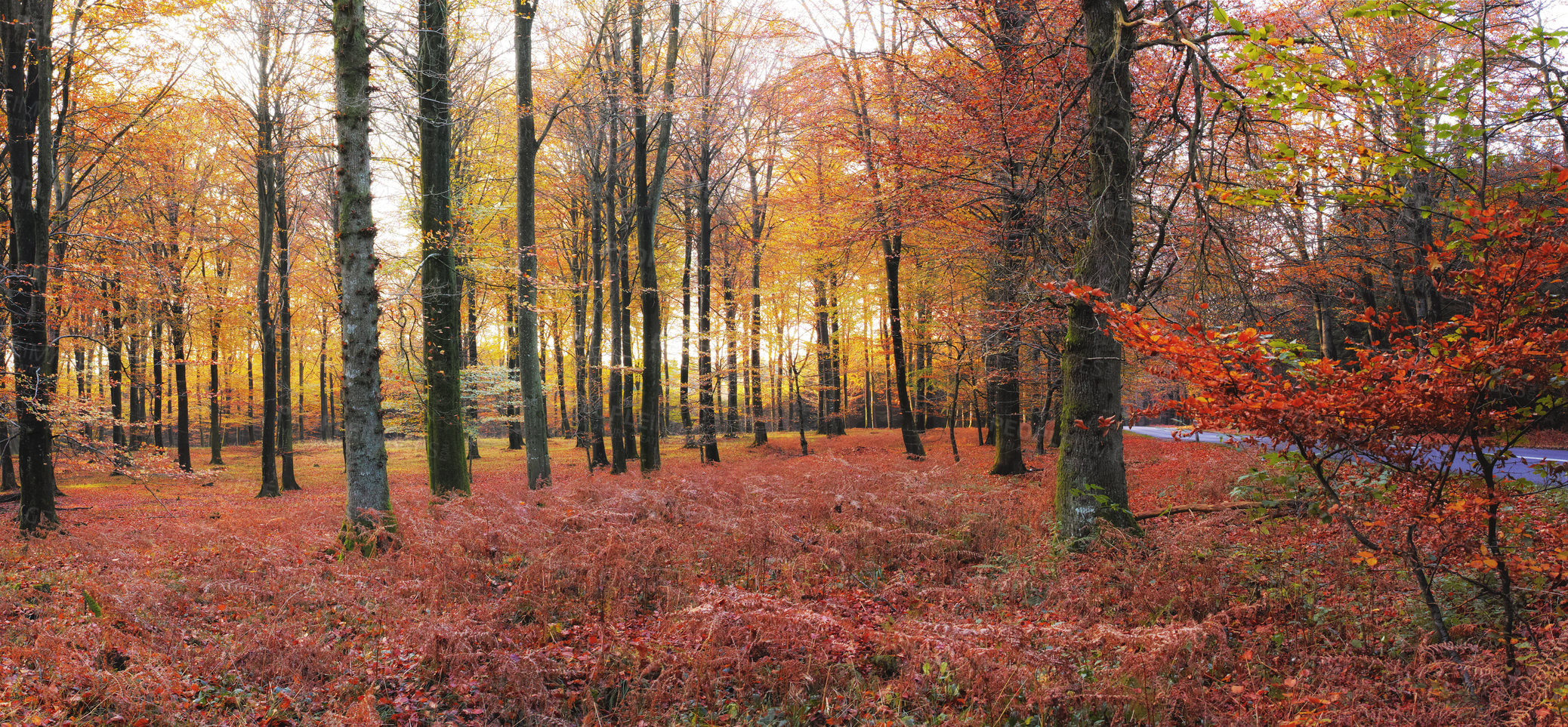 Buy stock photo Forest, trees and leaves with nature for banner of autumn season, wilderness or change in natural environment. View of woods, branches or twigs of foliage, shed or botany for growth or horticulture