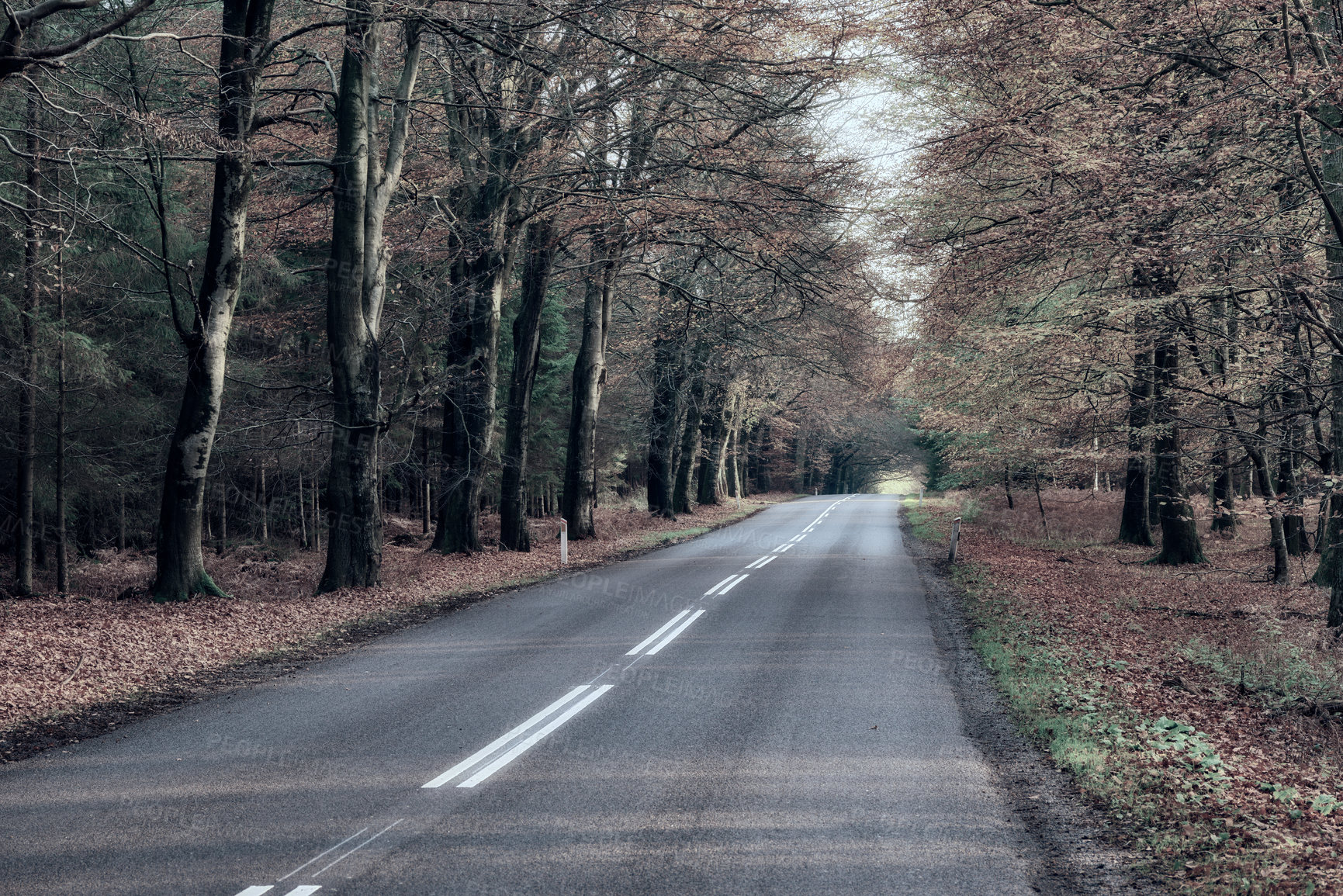 Buy stock photo Nature, landscape and road in forest in winter for environment, ecosystem and ecology. Natural background, wallpaper and street in woods for terrain, traveling and scenic destination in countryside