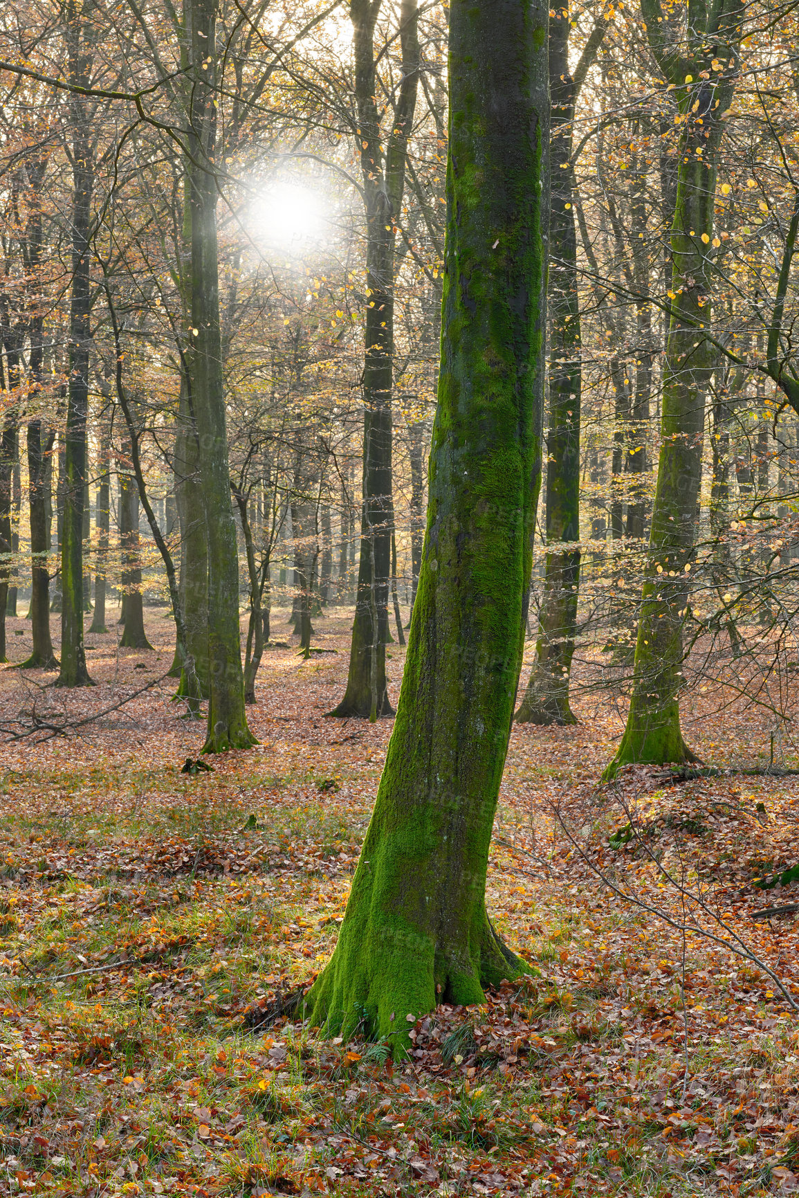 Buy stock photo Forest, trees and grass with sun in wilderness for season or change in natural environment. View of woods, sunshine or foliage with bushes, plants or botany of horticulture, peaceful or serene nature