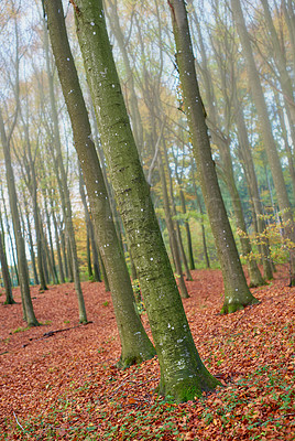 Buy stock photo Forest, trees and leaves with foliage in autumn season, wilderness or change of natural environment. View of woods with fallen branches or twigs of botany or shed for growth or horticulture in nature