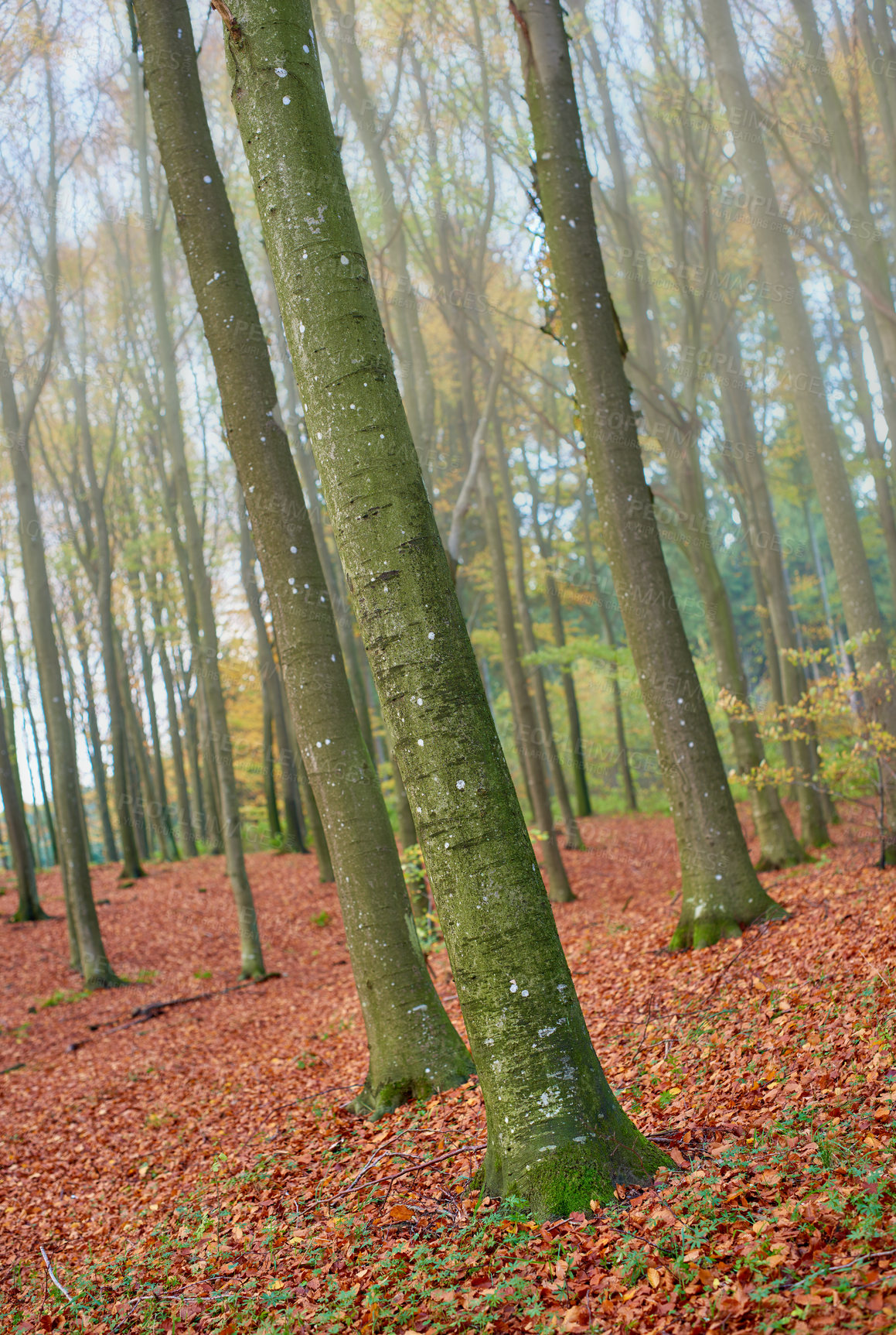 Buy stock photo Forest, trees and leaves with foliage in autumn season, wilderness or change of natural environment. View of woods with fallen branches or twigs of botany or shed for growth or horticulture in nature