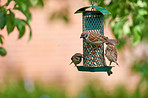 Hungry garden sparrow
