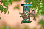 Garden sparrow eating