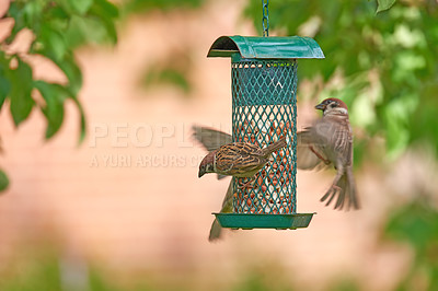 Buy stock photo Closeup of group of sparrows eating seeds from bird feeder in garden at home. Zoomed in on three birds picking food and snacks from a metal container hanging from a tree in the backyard